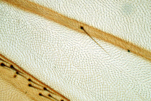 Unidentified insect wing