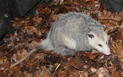 Opossum