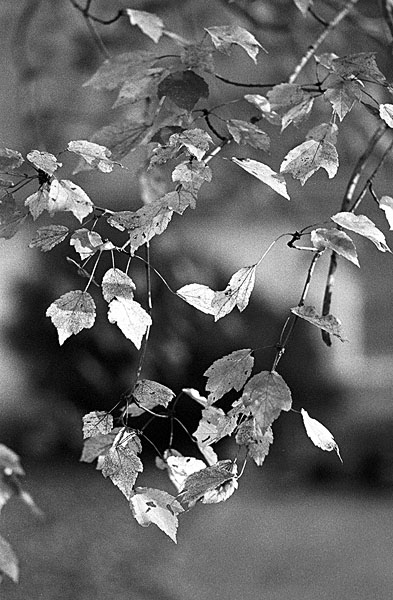 Leaves