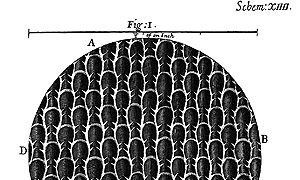 Hooke's engraving