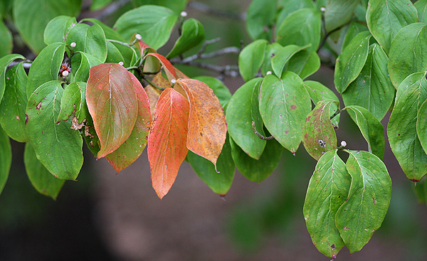 Leaves