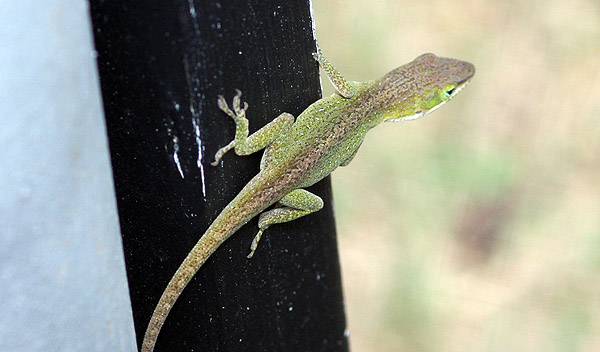 Lizard