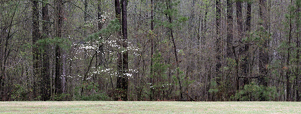 Dogwood among pines