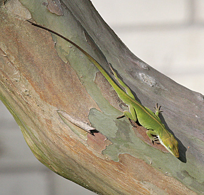 Anolis carolinensis