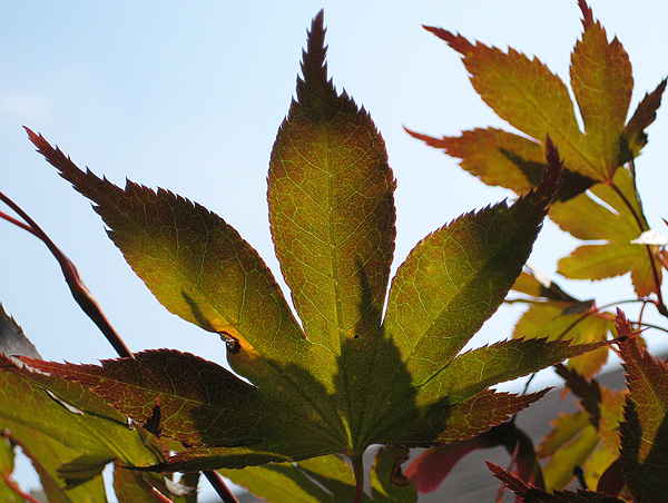 Japanese Maple